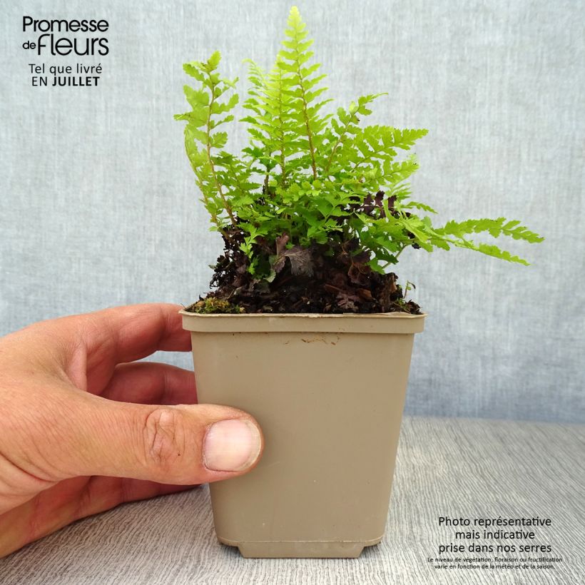 Amostra de Polystichum setiferum Dahlem Vaso de 8/9 cm tal como entregue no verão