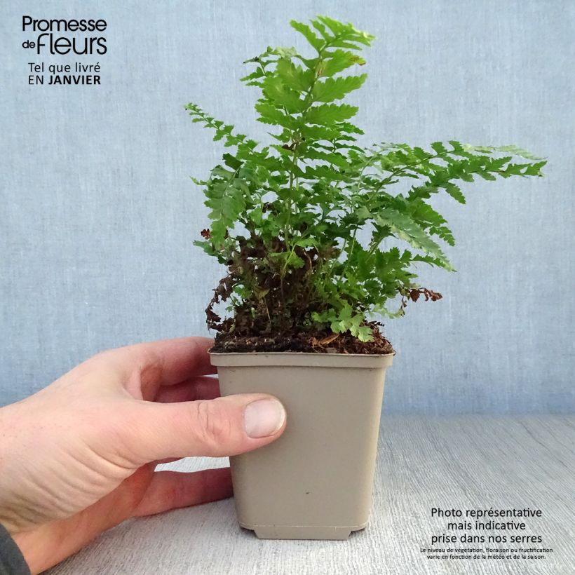Amostra de Polystichum setiferum Dahlem Vaso de 8/9 cm tal como entregue no inverno