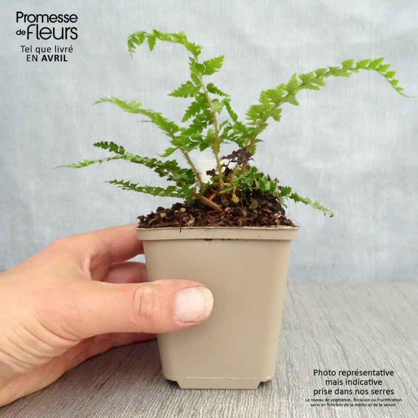 Amostra de Polystichum setiferum Dahlem Vaso de 8/9 cm tal como entregue na primavera