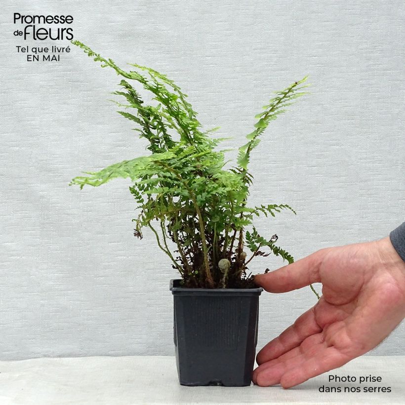 Amostra de Polystichum setiferum Vaso de 8/9 cm tal como entregue na primavera