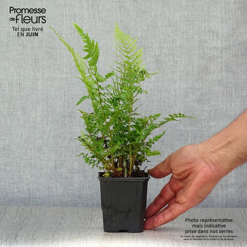 Amostra de Polystichum setiferum Vaso de 8/9 cm tal como entregue no verão