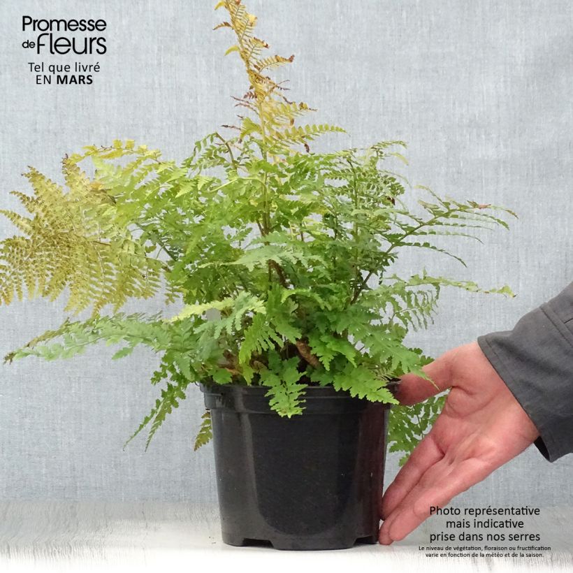 Amostra de Polystichum setiferum Vaso de 2 L/3 L tal como entregue na primavera
