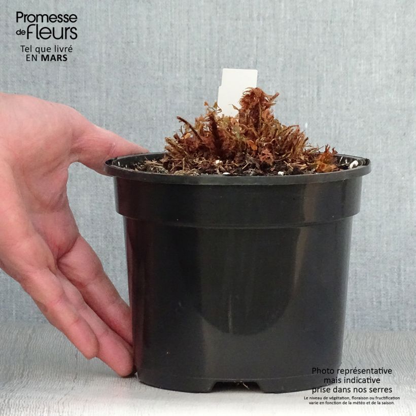 Amostra de Polystichum setiferum Plumosum Bevis Vaso de 2 L/3 L tal como entregue na primavera