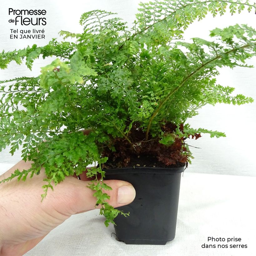 Amostra de Polystichum setiferum Plumosum Densum - Fougère Vaso de 8/9 cm tal como entregue no inverno