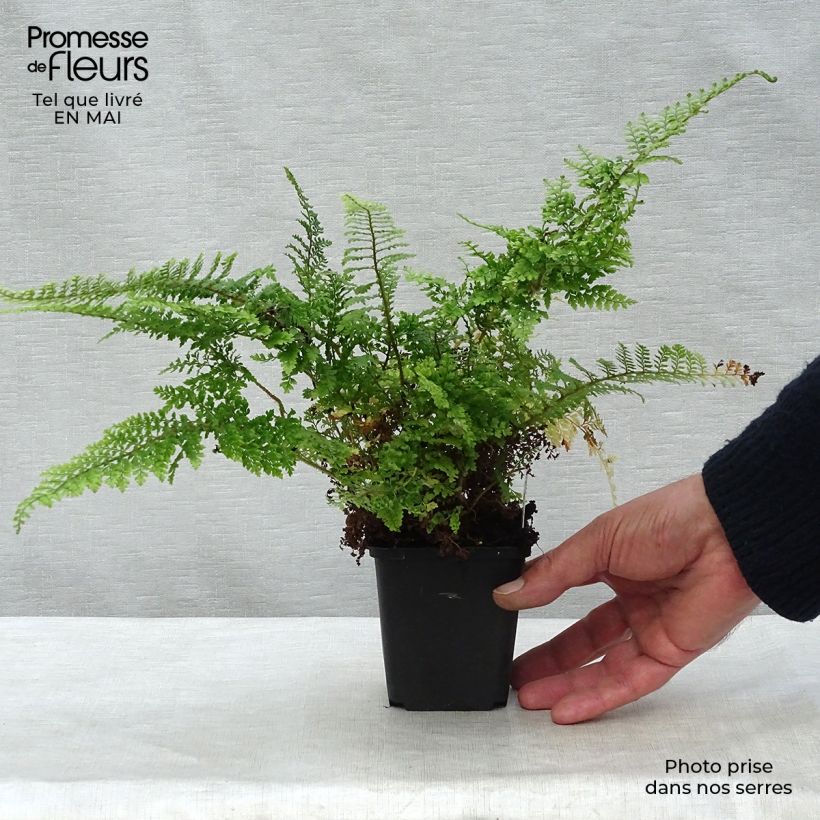 Amostra de Polystichum setiferum Plumosum Densum Vaso de 8/9 cm tal como entregue na primavera