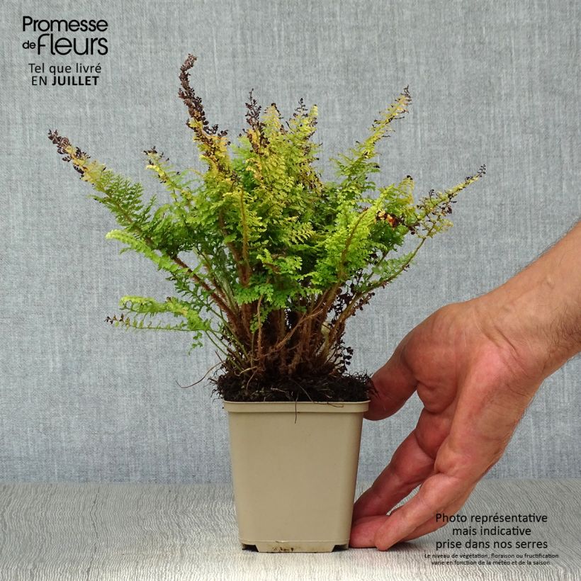Amostra de Polystichum setiferum Plumosum Densum Vaso de 8/9 cm tal como entregue no verão