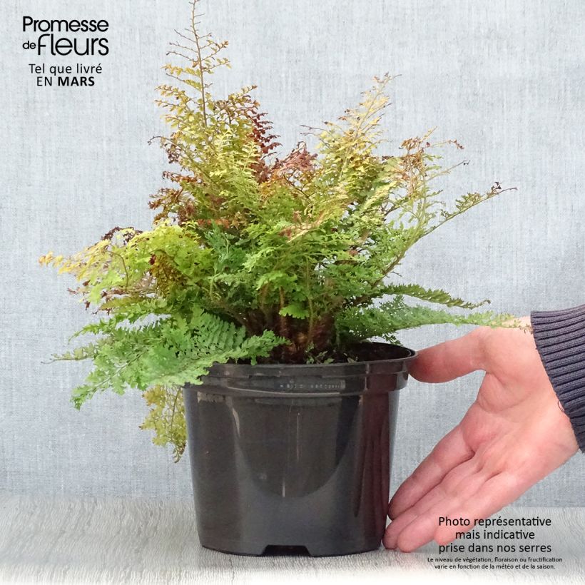 Amostra de Polystichum setiferum Plumosum Densum Vaso de 2 L/3 L tal como entregue na primavera