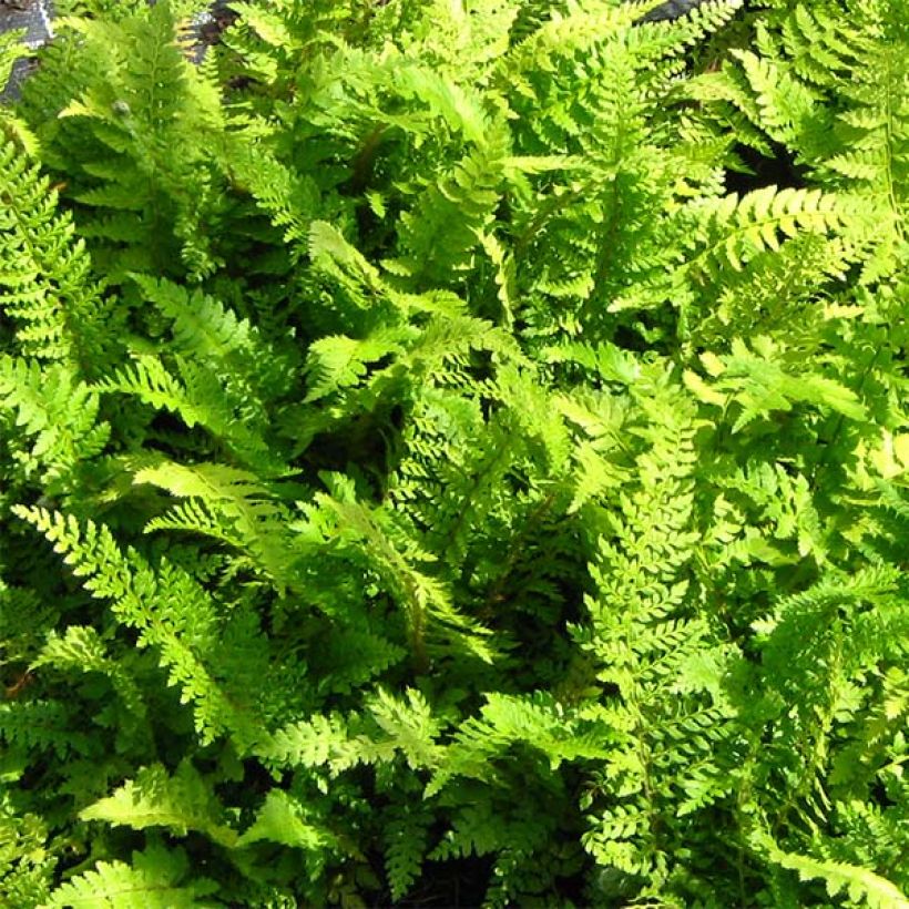 Polystichum setiferum Proliferum (Folhagem)