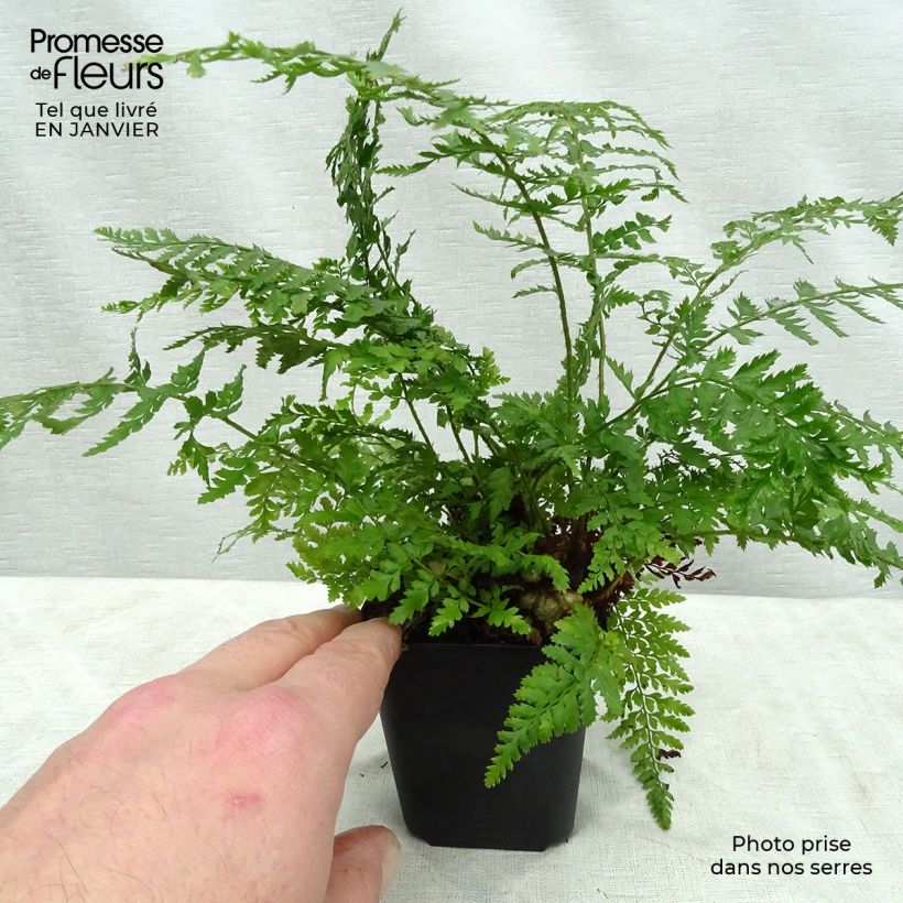 Amostra de Polystichum setiferum Proliferum Vaso de 8/9 cm tal como entregue no inverno