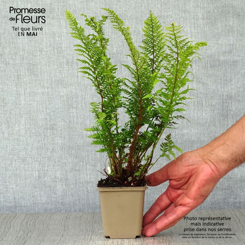 Amostra de Polystichum setiferum Proliferum Vaso de 8/9 cm tal como entregue na primavera