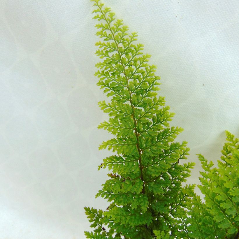 Polystichum setiferum Plumosum Densum (Folhagem)