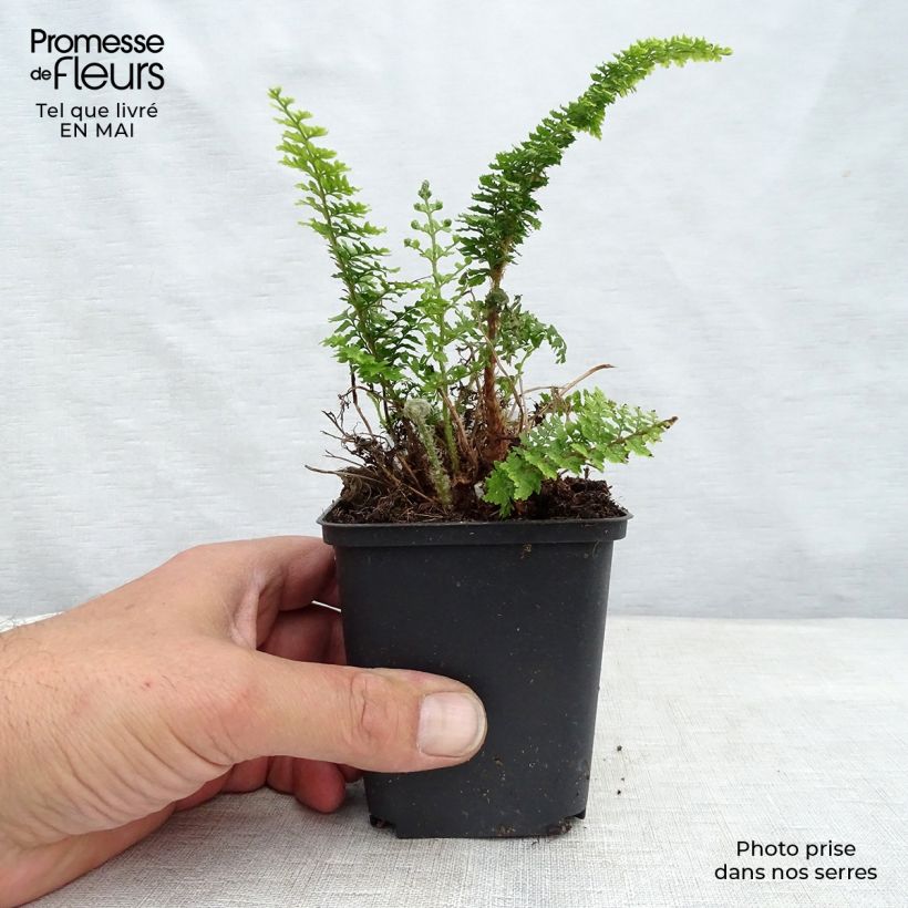 Amostra de Polystichum tsus-simense Vaso de 8/9 cm tal como entregue na primavera