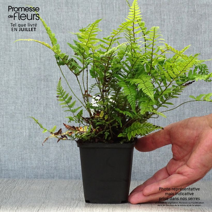Amostra de Polystichum tsus-simense Vaso de 8/9 cm tal como entregue no verão