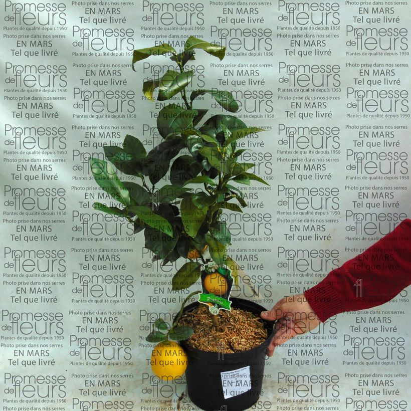 Exemplo de amostra de Pomelo Star Ruby - Citrus paradisi  Vaso de 4 L/5 L tal como entregue