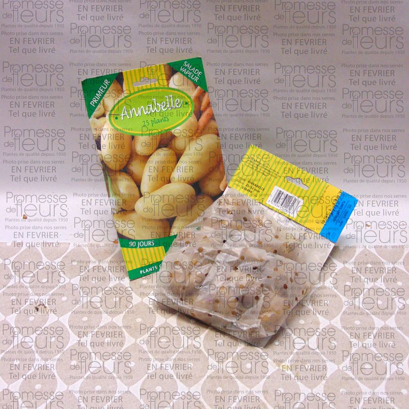 Exemplo de amostra de Pomme de terre Annabelle Saco de 25 plantas Calibre 28/32 mm tal como entregue