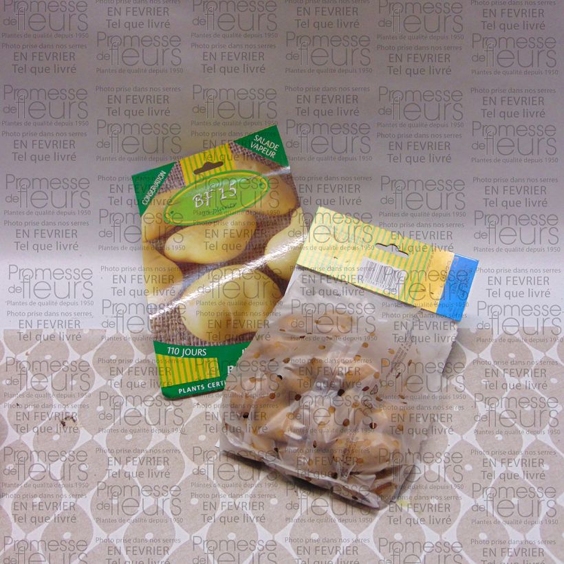 Exemplo de amostra de Pommes de terre BF 15 - Solanum tuberosum Saco size 25/35 mm tal como entregue