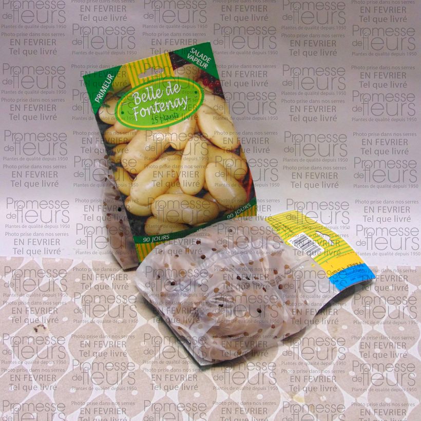 Exemplo de amostra de Pommes de terre Belle de Fontenay - Solanum tuberosum Saco de 25 plantas Calibre 25/32 mm tal como entregue