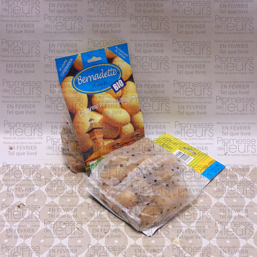Exemplo de amostra de Pommes de terre Bernadette Bio - Solanum tuberosum Saco de 25 plantas size 28/45 mm tal como entregue
