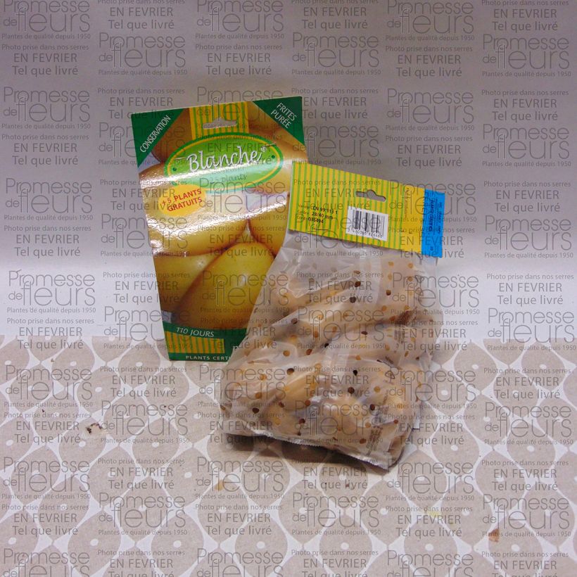 Exemplo de amostra de Pommes de terre Blanche - Solanum tuberosum Sac de 25 plants Kaliber/Größe 28/40 mm tal como entregue