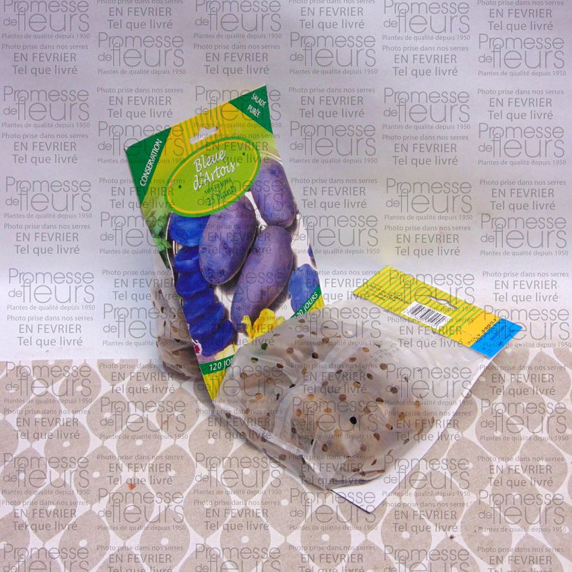 Exemplo de amostra de Pommes de terre Bleue d'Artois - Solanum tuberosum Saco de 25 plantas size 28/45 mm tal como entregue