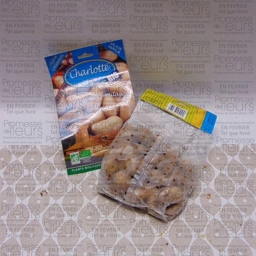 Exemplo de amostra de Pommes de terre Charlotte Bio - Solanum tuberosum Saco de 25 plantas Calibre 25/40 mm tal como entregue