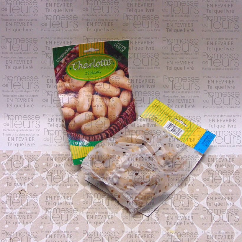Exemplo de amostra de Pommes de terre Charlotte - Solanum tuberosum Saco de 25 plantas Calibre 25/32 mm tal como entregue