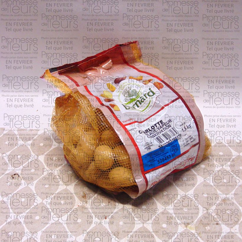 Exemplo de amostra de Pommes de terre Charlotte - Solanum tuberosum Peça Calibre 25/32 mm tal como entregue