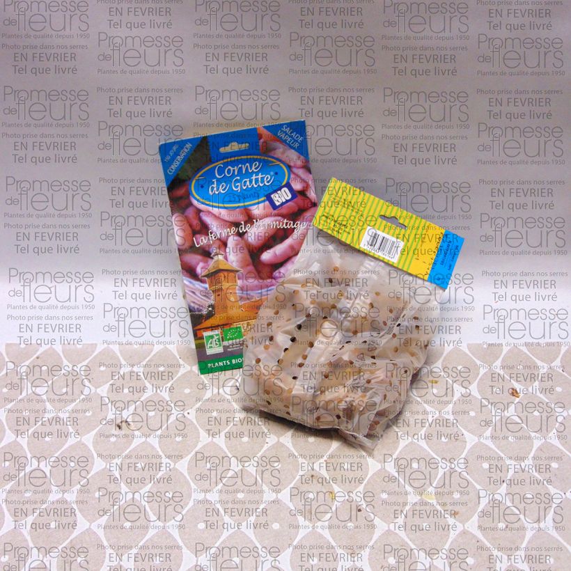 Exemplo de amostra de Pommes de terre Corne de Gatte (Pink Fir Apple) Bio Sac de 25 plants Kaliber/Größe 25/35 mm tal como entregue