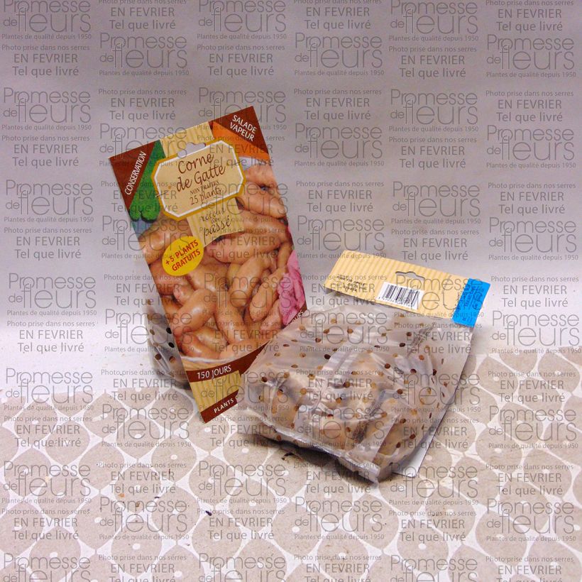 Exemplo de amostra de Pommes de terre Corne de Gatte (Pink Fir Apple) Saco de 25 plantas Calibre 25/35 mm tal como entregue