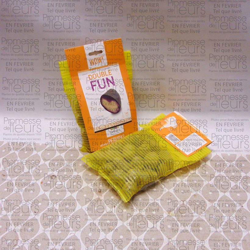 Exemplo de amostra de Pommes de terre Double Fun Sac de 25 plants Kaliber/Größe 28/35 mm tal como entregue
