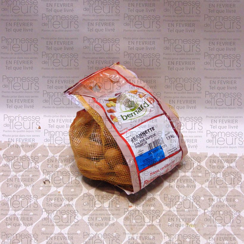 Exemplo de amostra de Pommes de terre Jeannette - Solanum tuberosum Peça size 25/35 mm tal como entregue