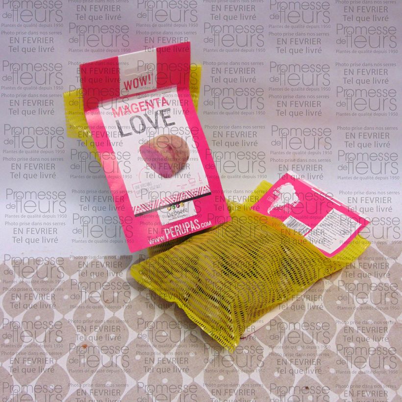 Exemplo de amostra de Pommes de terre Magenta Love - Solanum tuberosum Sac de 25 plants Kaliber/Größe 28/32 mm tal como entregue