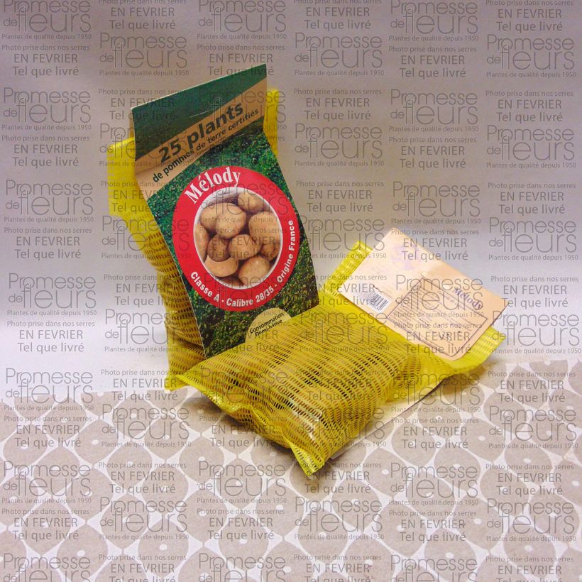 Exemplo de amostra de Pommes de terre Melody - Solanum tuberosum Saco de 25 plantas Calibre 28/35 mm tal como entregue