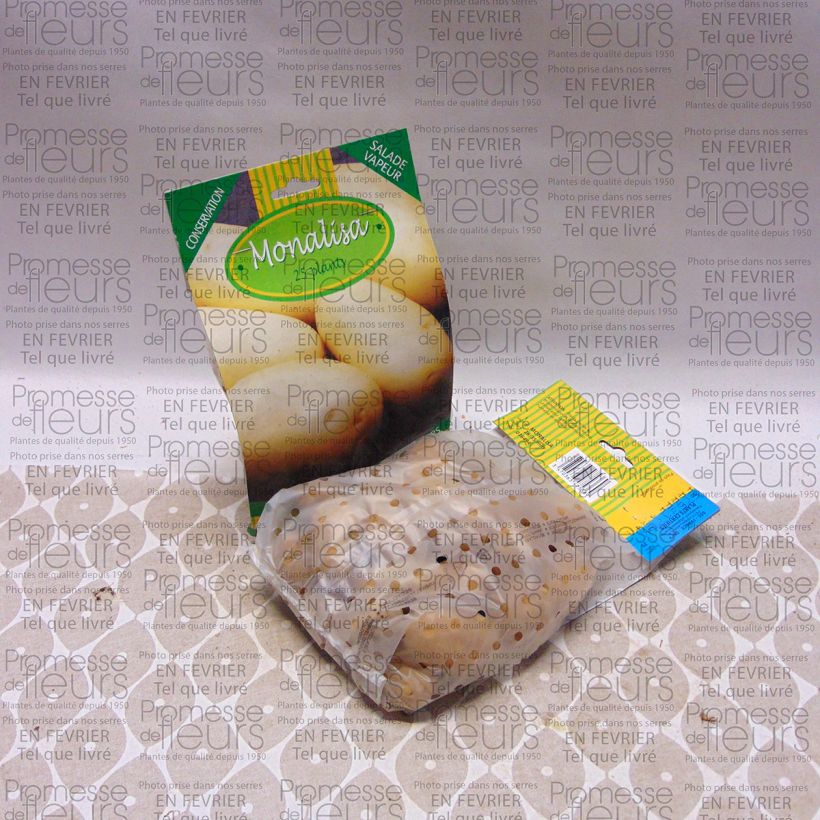 Exemplo de amostra de Batata Mona Lisa Saco de 25 plantas Calibre 28/35 mm tal como entregue