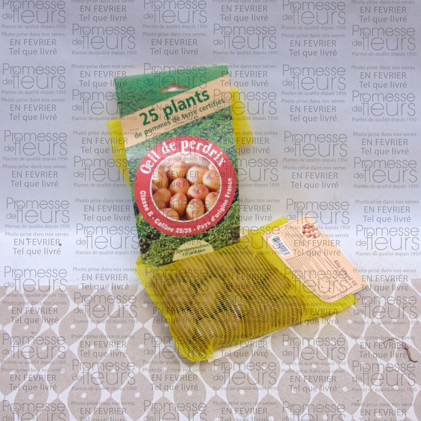 Exemplo de amostra de Pommes de terre Oeil de Perdrix (King Edward VII) - Solanum tuberosum Sac de 25 plants Kaliber/Größe 28/35 mm tal como entregue