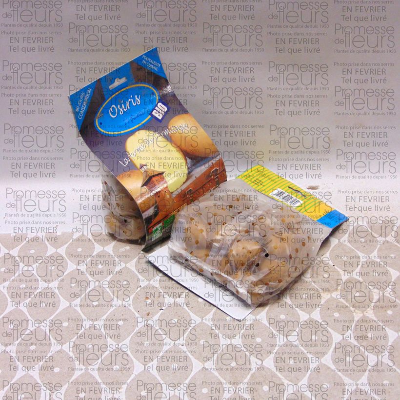 Exemplo de amostra de Pommes de terre Osiris Bio Saco de 25 plantas Calibre 28/45 mm tal como entregue