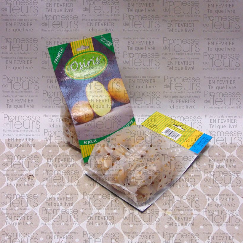 Exemplo de amostra de Pommes de terre Osiris - Solanum tuberosum Saco de 25 plantas Calibre 28/40 mm tal como entregue