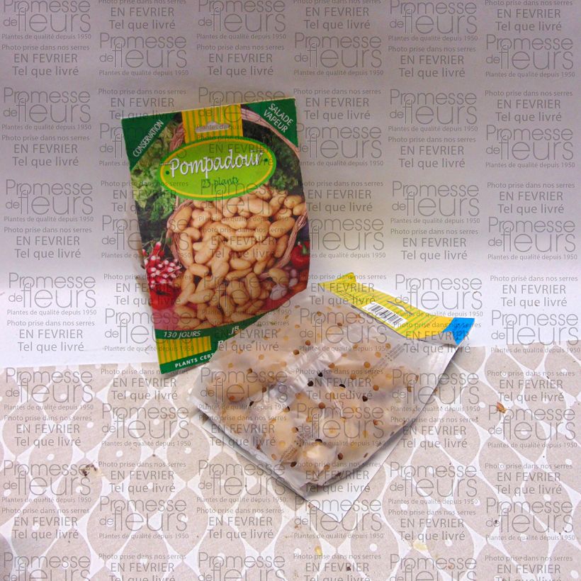 Exemplo de amostra de Pommes de terre Pompadour - Solanum tuberosum Saco size 25/32 mm tal como entregue