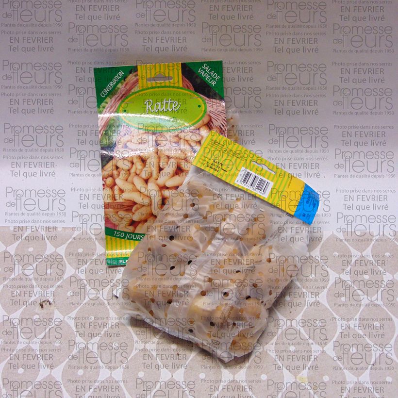 Exemplo de amostra de Pomme de terre Ratte Saco de 25 plantas Calibre 25/32 mm tal como entregue