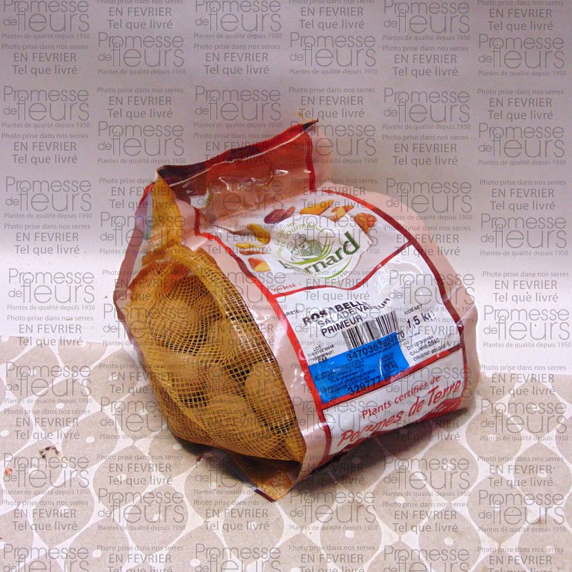 Exemplo de amostra de Batata Rosabelle Peça Calibre 25/40 mm tal como entregue