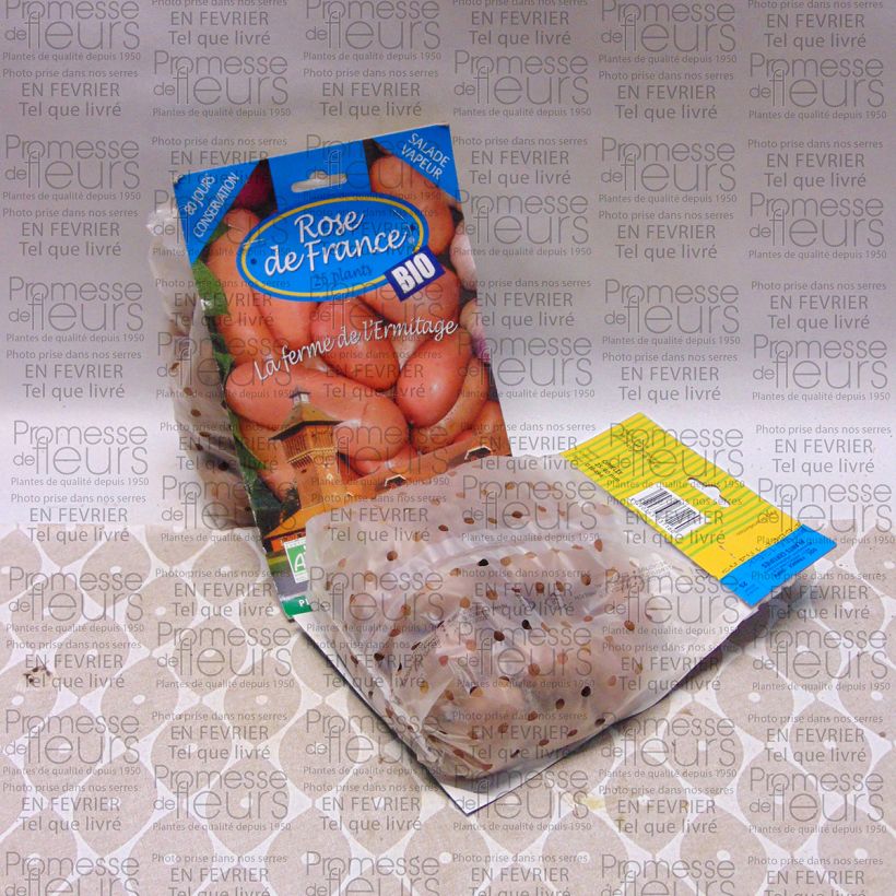 Exemplo de amostra de Batata Rose de France Bio Saco de 25 plantas Calibre 25/40 mm tal como entregue