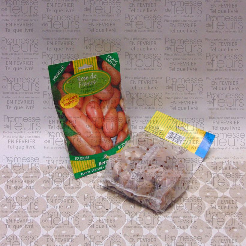 Exemplo de amostra de Pommes de terre Rose de France (Cirielle) - Solanum tuberosum Sac de 25 plants Kaliber/Größe 25/35 mm tal como entregue