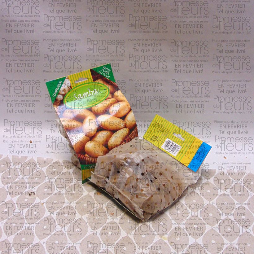 Exemplo de amostra de Pommes de terre Samba - Solanum tuberosum Sac de 25 plants Kaliber/Größe 25/35 mm tal como entregue