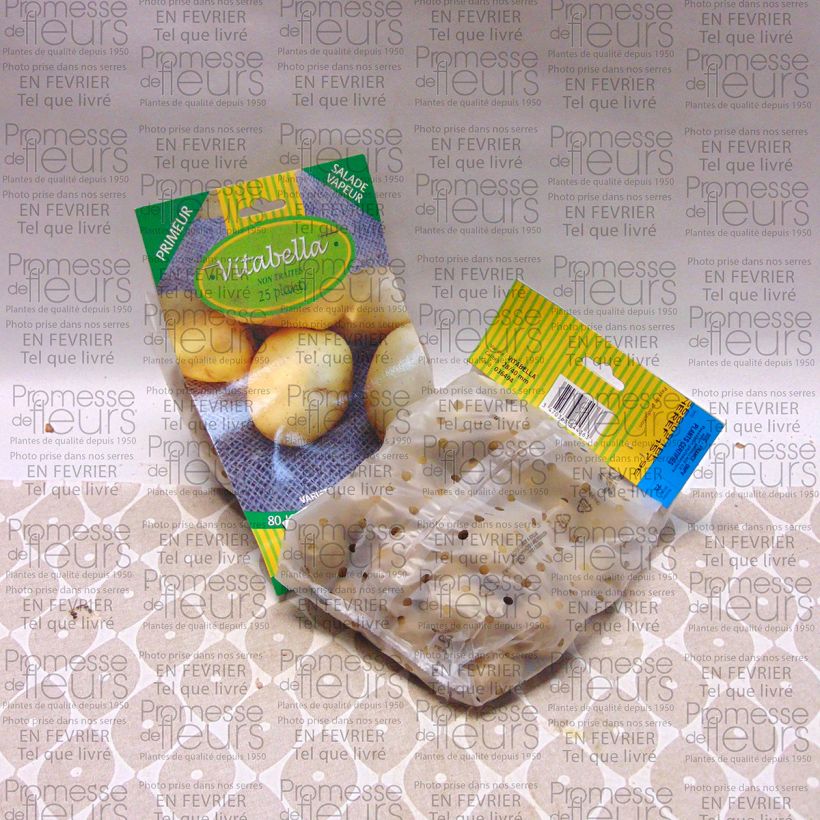 Exemplo de amostra de Pommes de terre Vitabella - Solanum tuberosum Sac de 25 plants Kaliber/Größe 28/35 mm tal como entregue