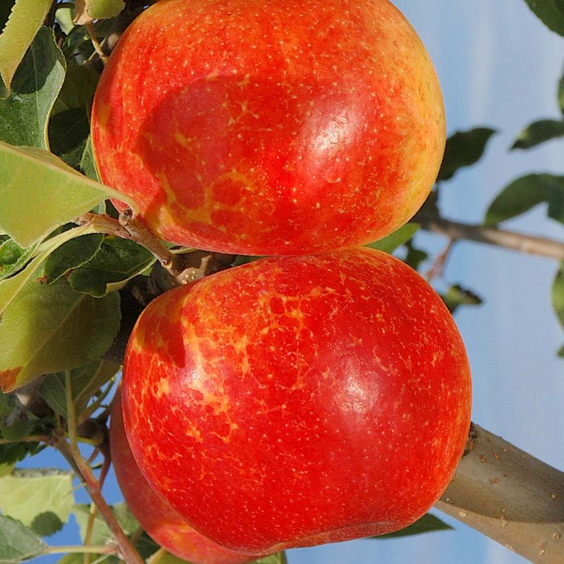 Macieira Antares - Malus domestica (Colheita)