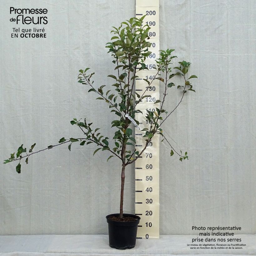 Amostra de Macieira Antares - Malus domestica Vaso de 7,5 L/10 L, Copo tal como entregue no outono