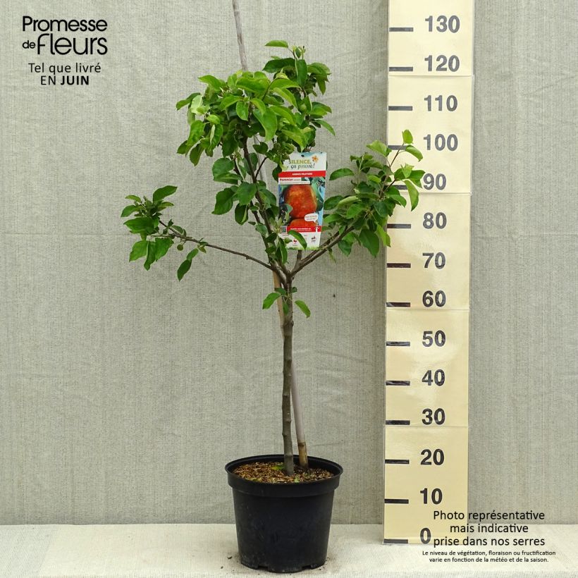Amostra de Pommier Antares Vaso de 7,5 L/10 L, Copo tal como entregue na primavera