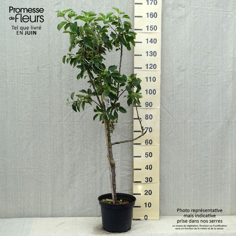 Amostra de Macieira Api Estrelado - Malus domestica Vaso de 7,5 L/10 L, Copo tal como entregue no verão