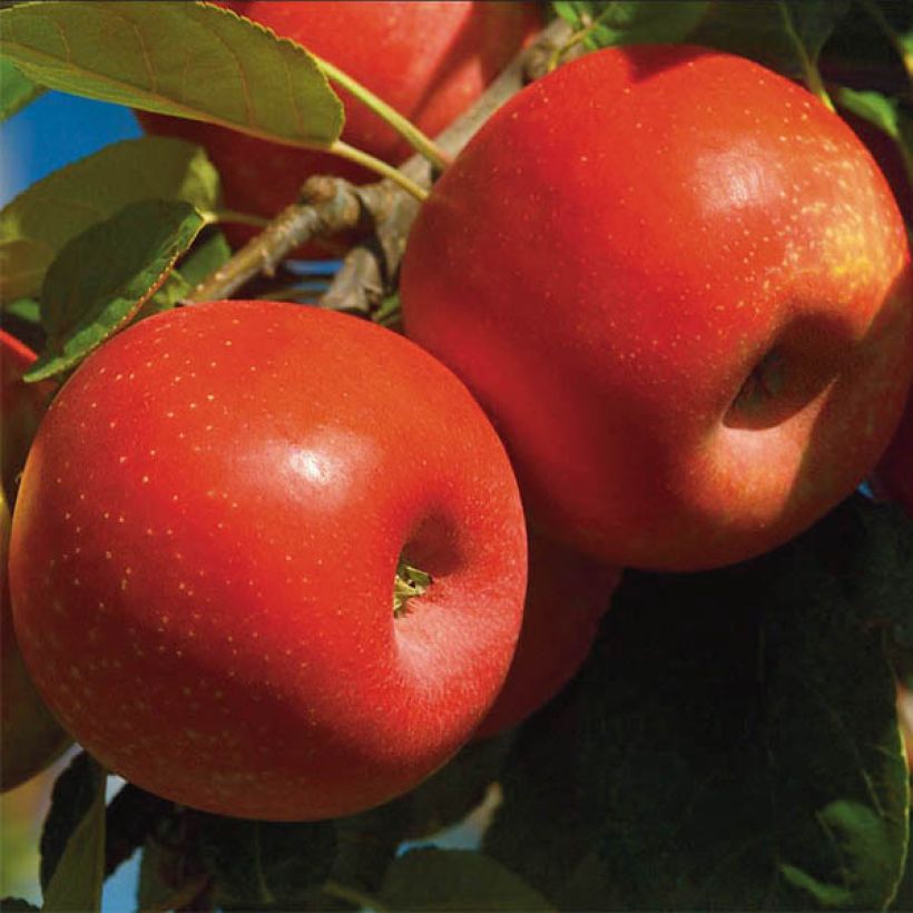 Macieira Ariane - Malus domestica (Colheita)