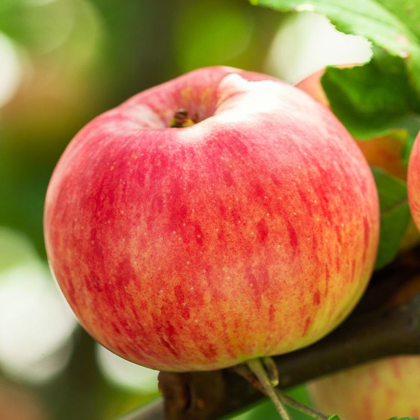 Macieira Astrakan Rouge Bio - Malus domestica (Colheita)